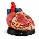 Jumbo Heart Model